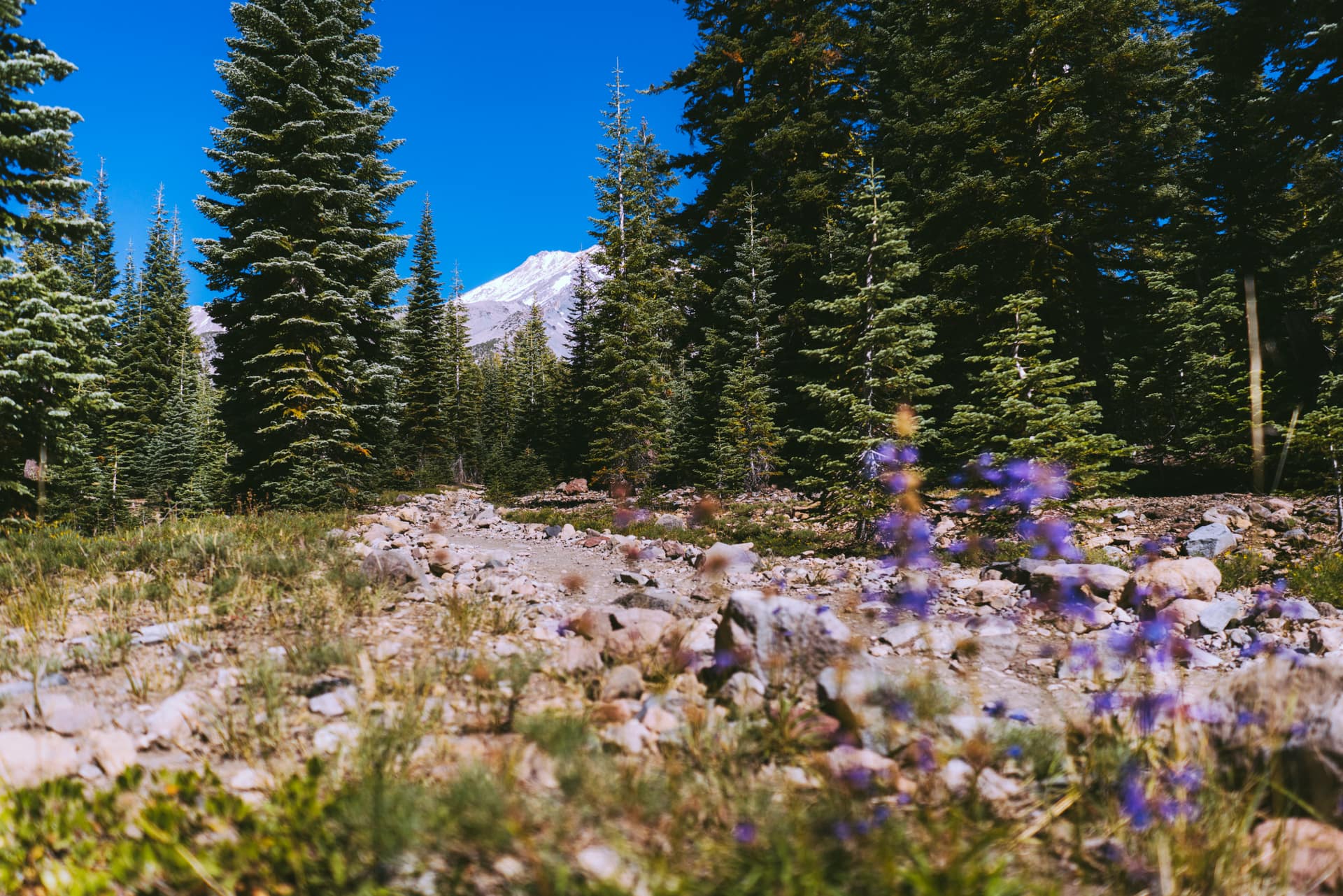 A forest trail toward Mount Shasta